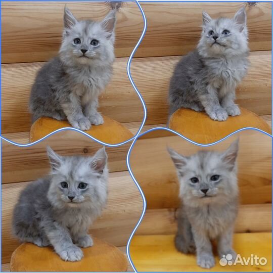 Шикарные котята мейн-кун серебро