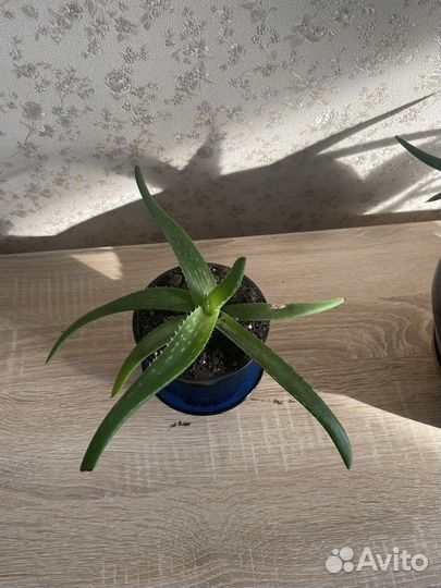 Алое вера растение