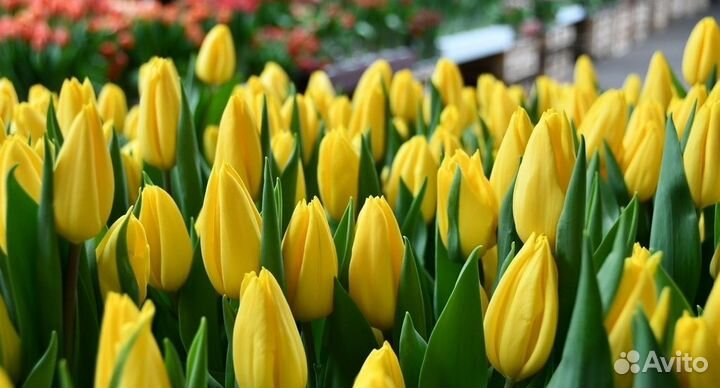 Тюльпаны к 8 марта. Розница. Оптом. Предзаказ