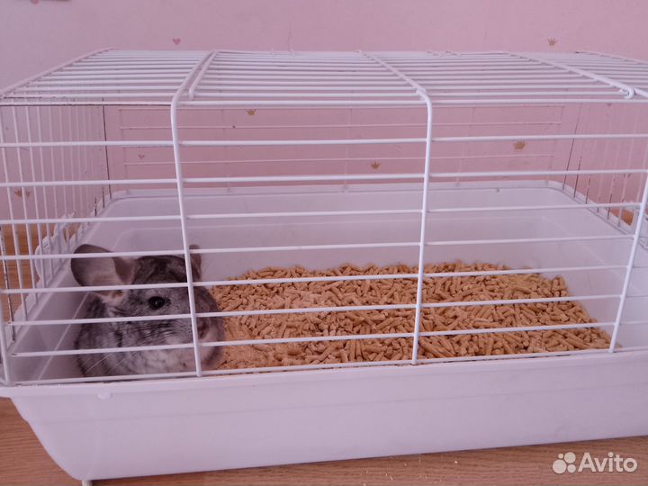 Шиншилла с витриной