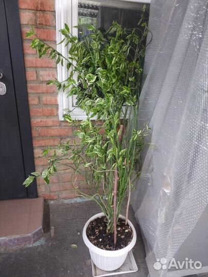 Педилантус