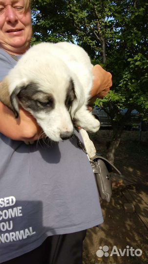 Щенки
