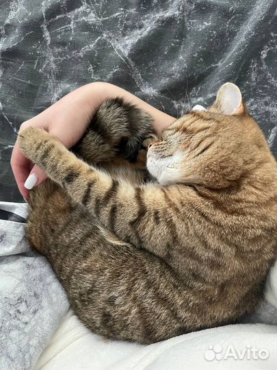 Шотландская кошечка