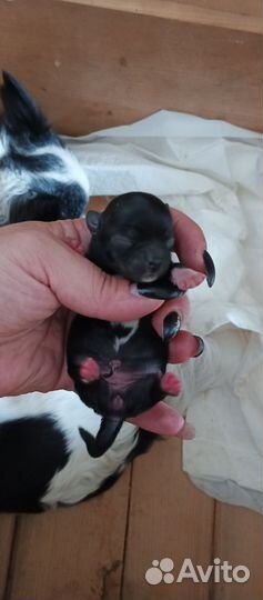 Чишки длиношерстные