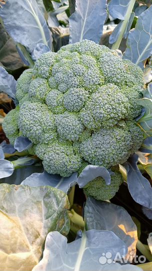 Капуста брокколи