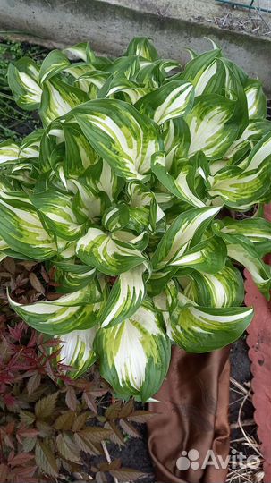 Хоста в ассортименте