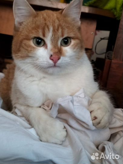 Котик ищет дом