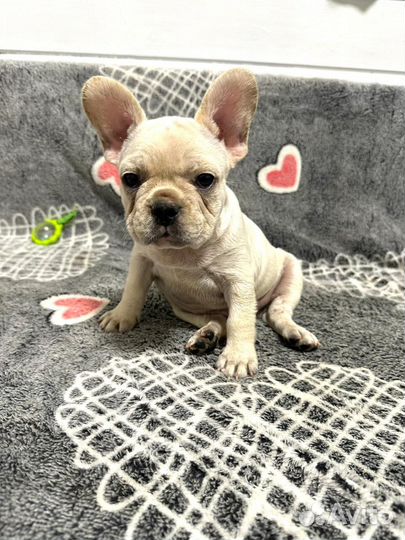 Французский бульдог