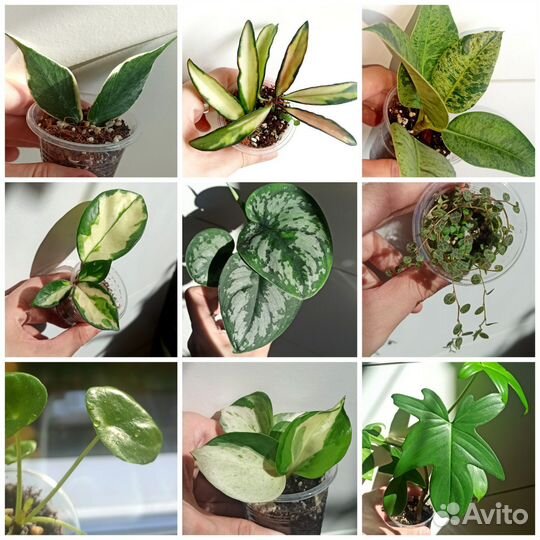 Хойи, ароидные, суккуленты и др