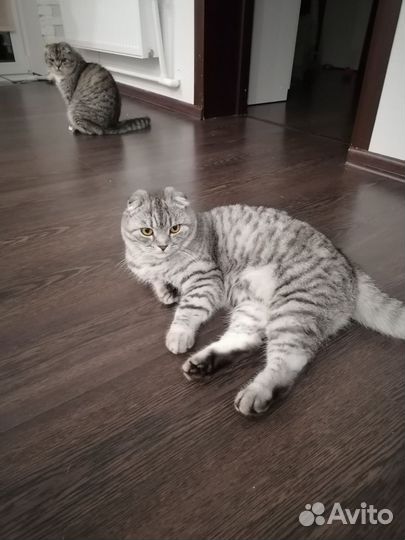 Британская кошка в дар