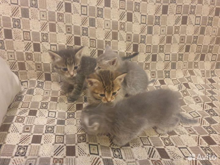Котята в дар бесплатно