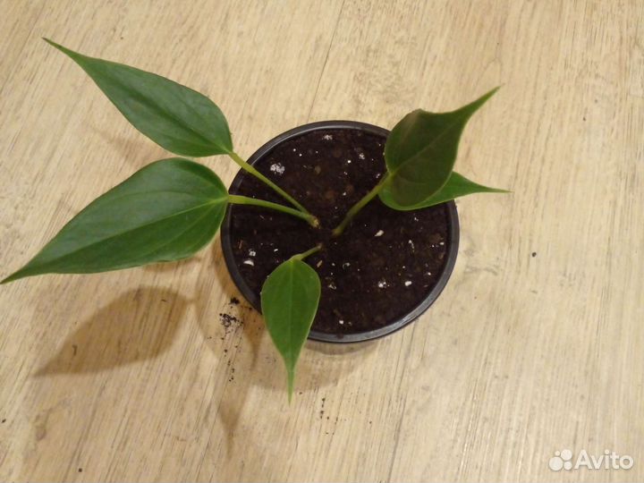 Антуриум лили