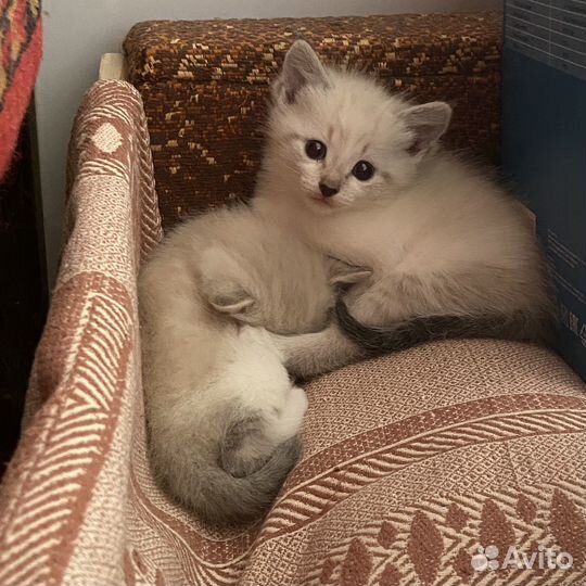 Кошечка в добрые руки