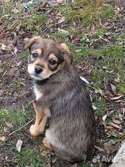 Щенок девочка, 4,5м., ягдтерьер+джек-рассел-терьер