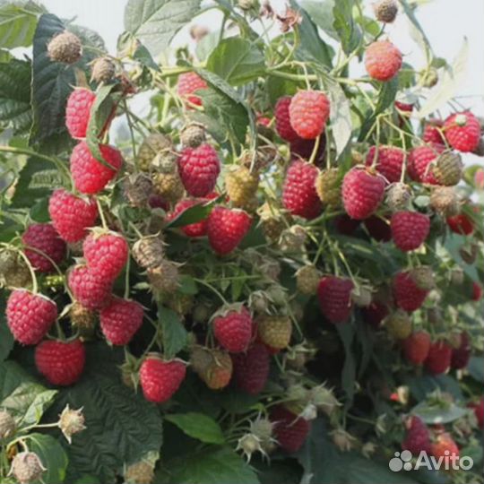 Саженцы Малины ремонтантной и летней