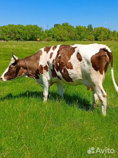 С/х животные коровы