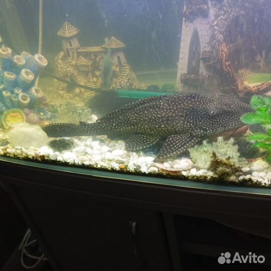 Сом анциструс