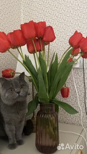 Шотландский кот Вязка. Большой опыт