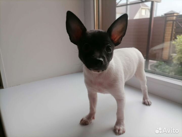 Щенок (сука) той-фокстерьера