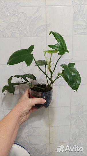 Комнатные цветы