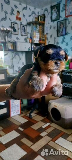 Йоркширский терьер девочка