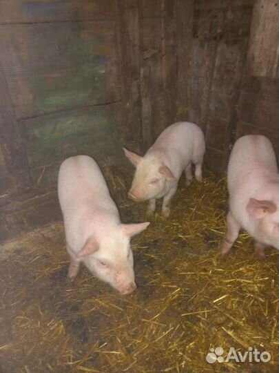 Поросята домашние