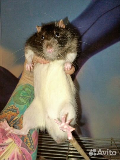 Крысик в дар с клеткой большой