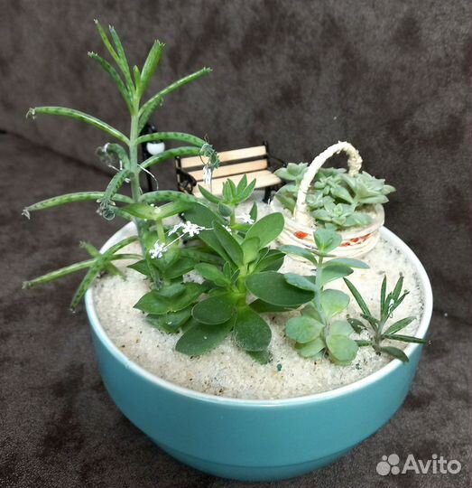 Садик из суккулентов в подарок