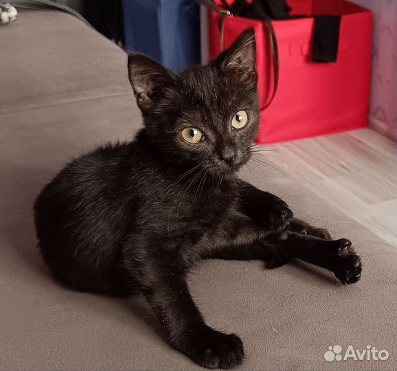 Котик домашний