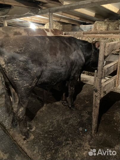 Быки на мясо