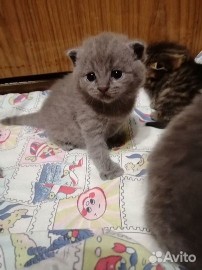 Шотландские котята