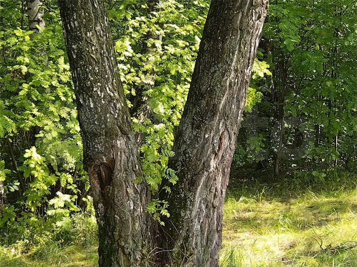 Участок 1,36 га (ИЖС)