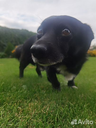 Собака в добрые руки