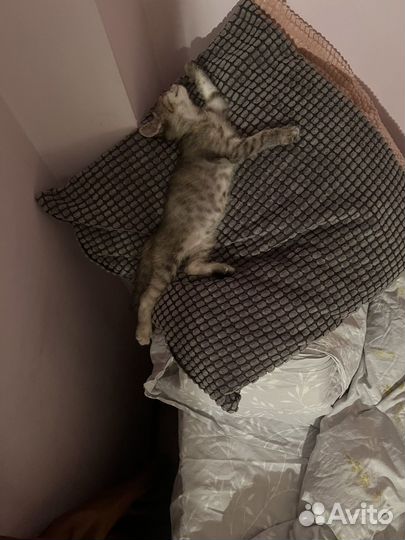 Умная кошечка