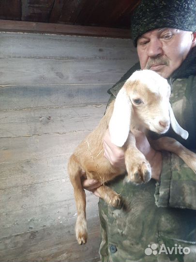 Кролик калифорнийский