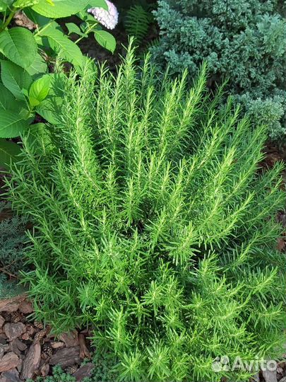 Розмарин - саженцы