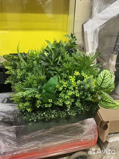 Растения для флорариума