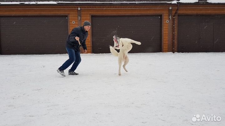 Дрессировка собак