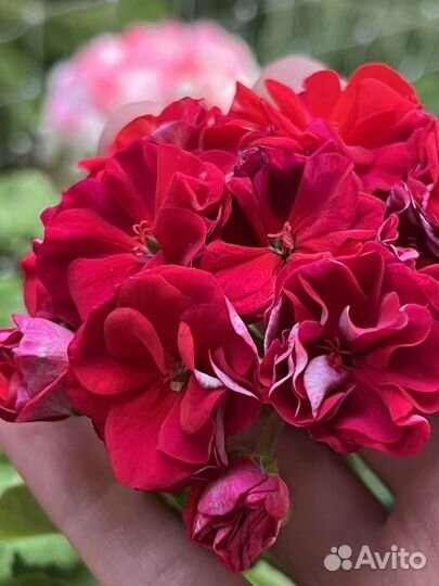 Пеларгония ив-Королева Бирмы