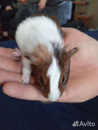 Морские свинки малыши