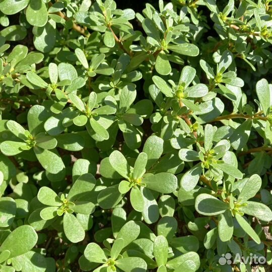 Растение почвопокрывное