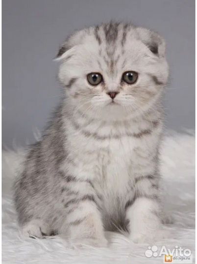 Кошки и котята