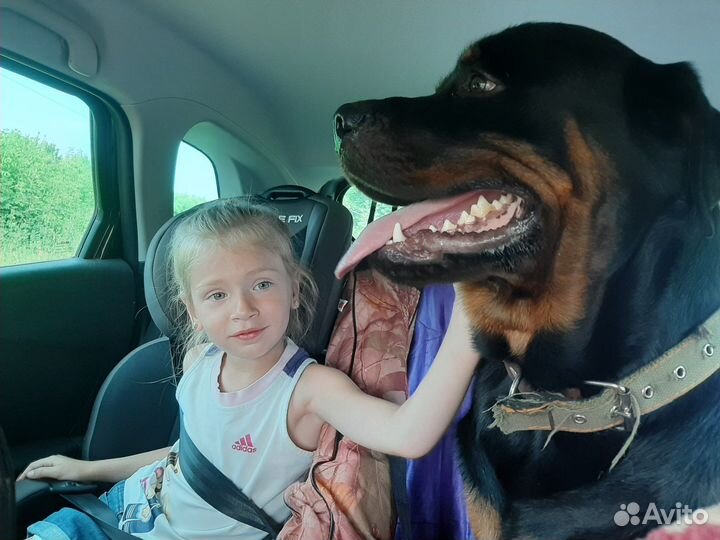 Вязка ротвейлера