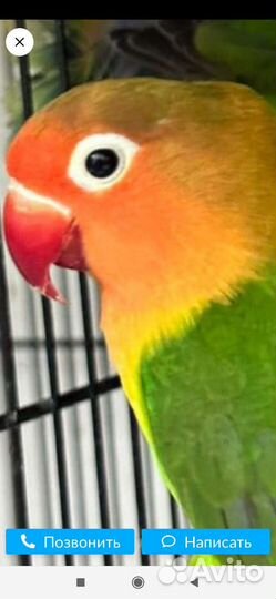 Попугай