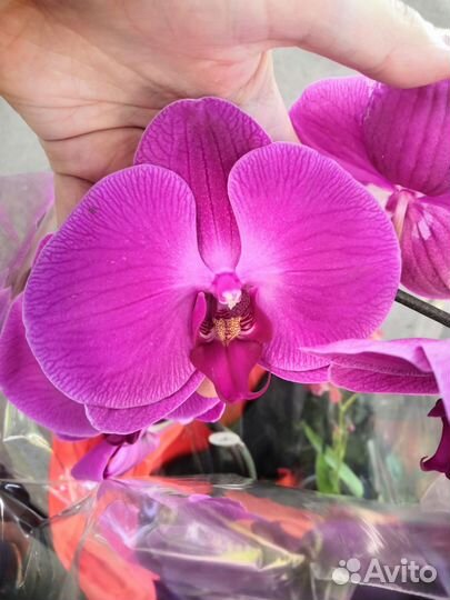 Орхидея фаленопсис cardinal большая
