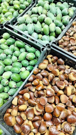 Каштан съедобный Урожай 2023