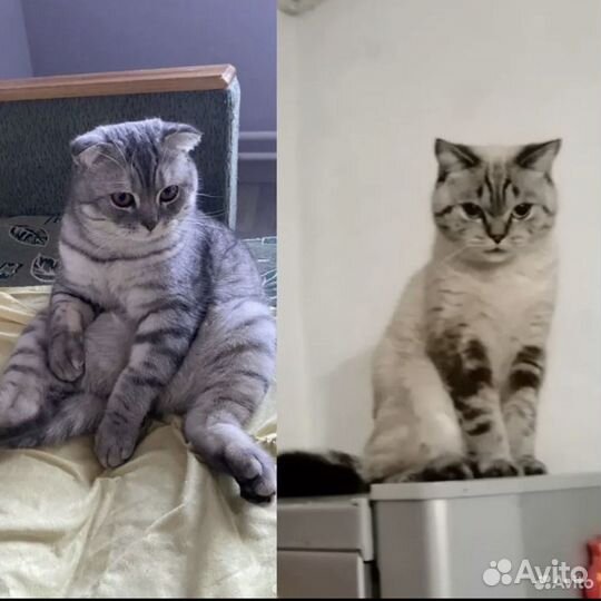 Шотландские котята