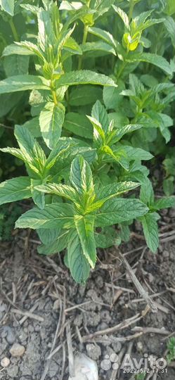 Мята рассада