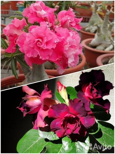 Адениум Камелия