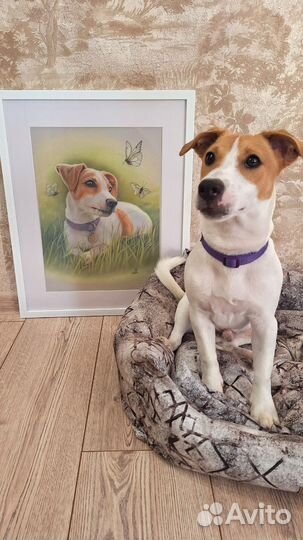 Портреты питомцев сухой пастелью